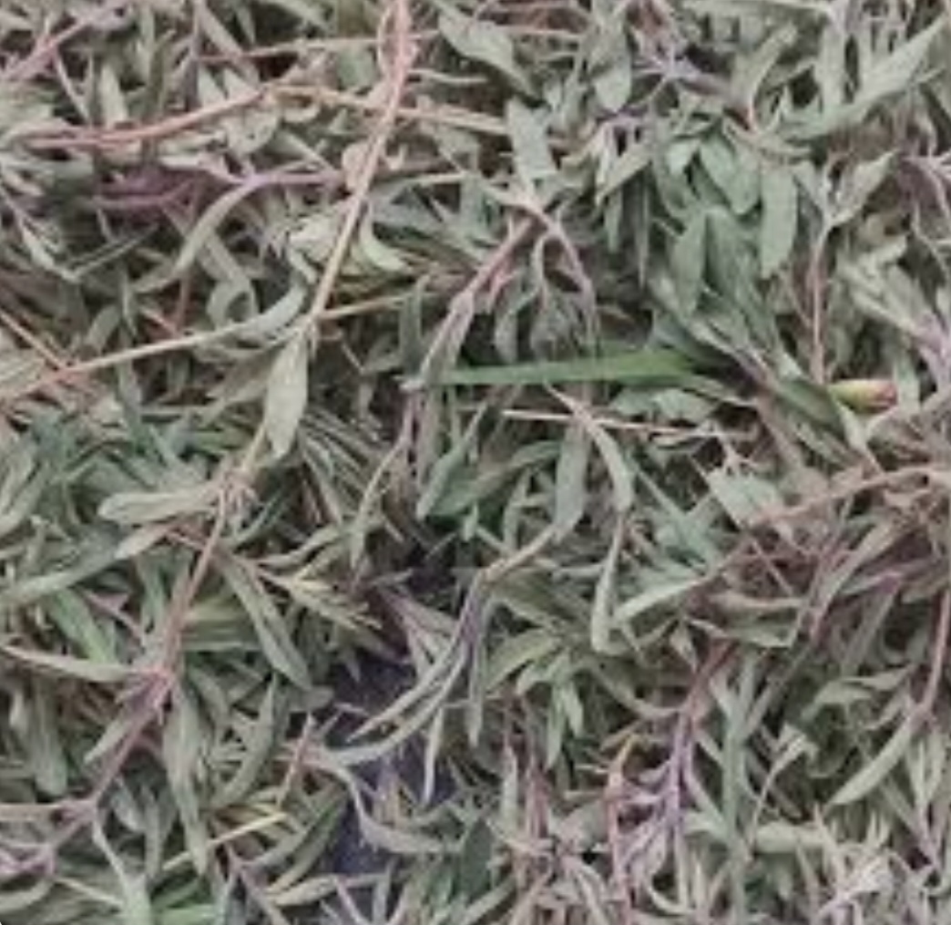 تصویر 1 از فروش عمده کاکوتی اعلا