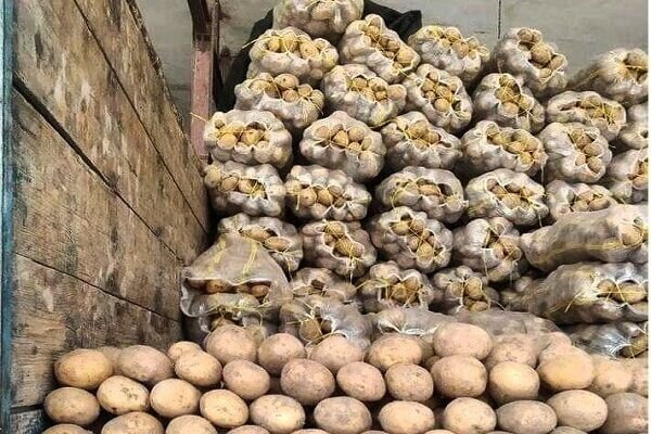 تصویر 1 از سیب‌زمینی ایرانی برای صادرات کیفیت بالا