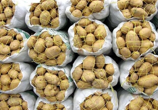 سیب‌زمینی صادراتی کیفیت عالی
