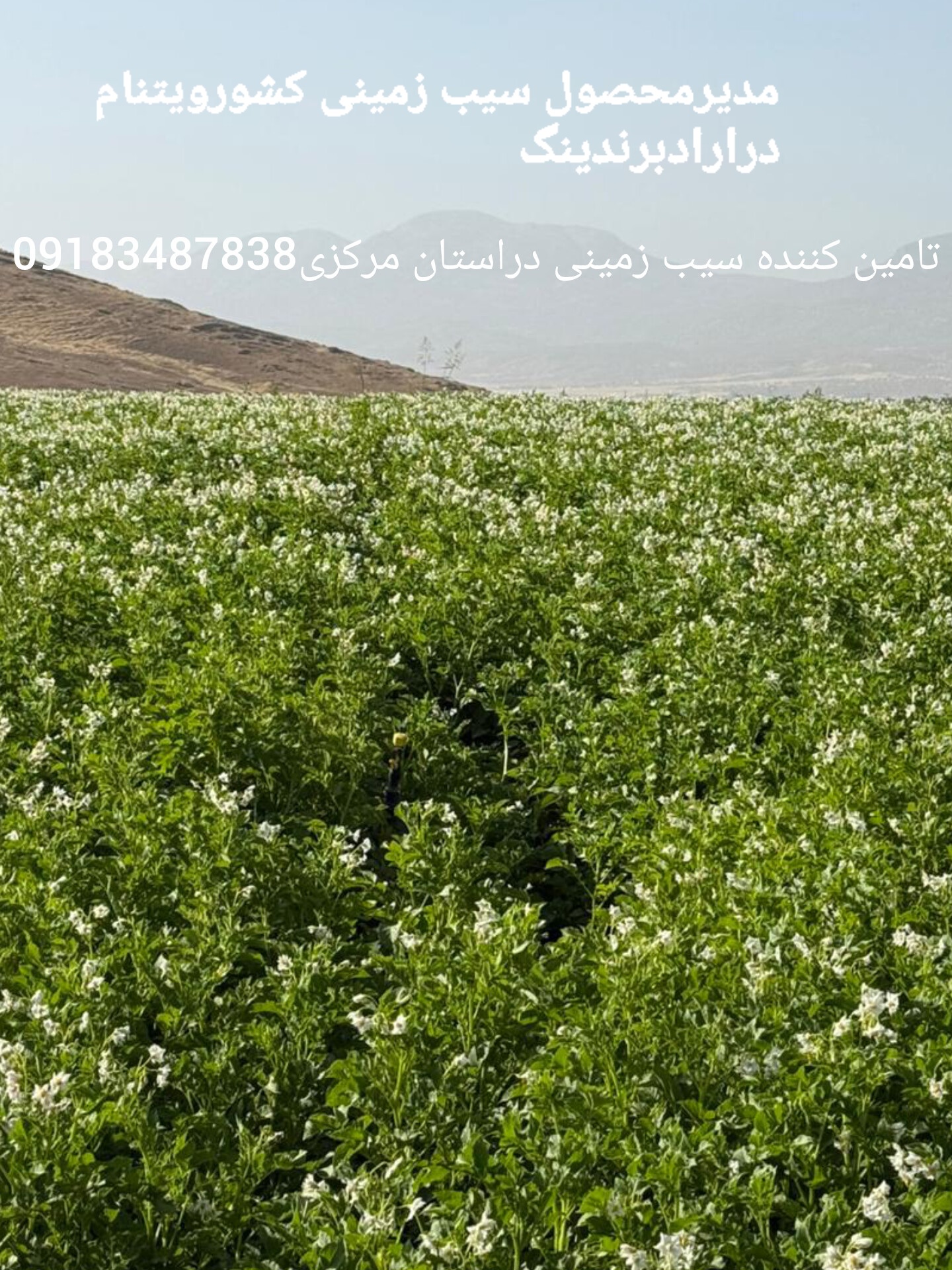 سیب زمینی فراهان