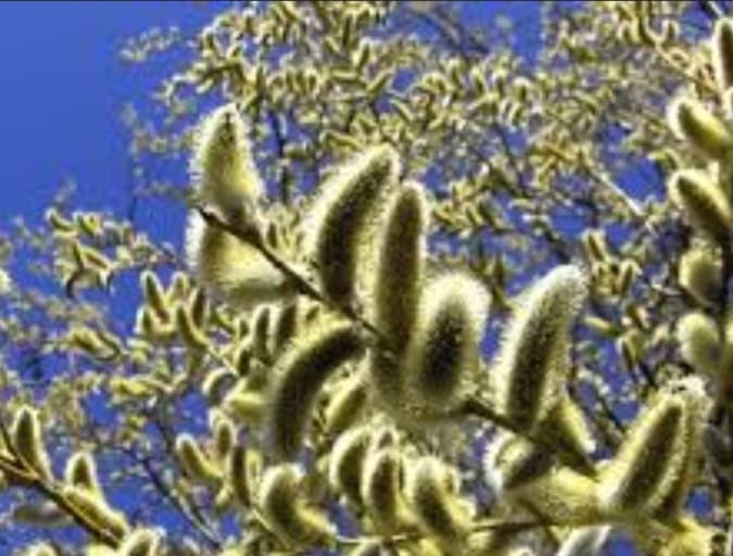 تصویر 2 از خواص بی نظیر گیاه بیدمشک + قیمت استثنایی