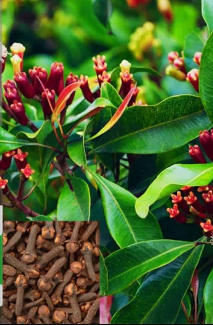 تصویر 4 از قیمت خرید استثنایی گل میخک اعلا