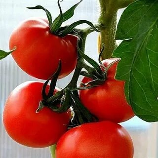 تصویر 2 از مراکز پخش رب گوجه فرنگی در شیراز