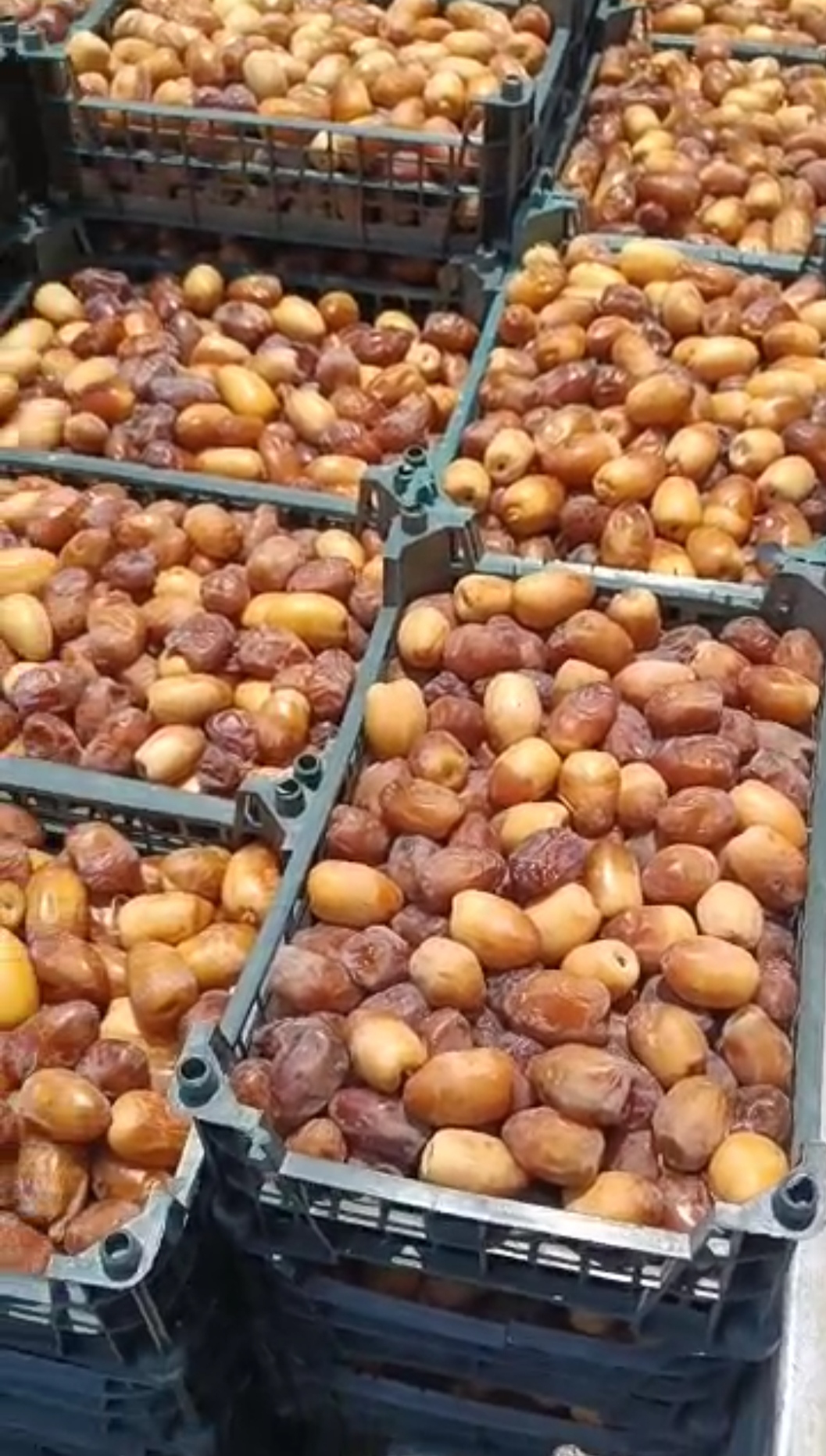 تصویر 1 از خرید رطب کبکاب عمده + قیمت عالی