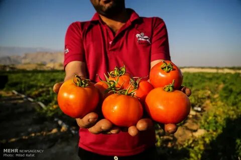 تصویر 2 از بهترین رب گوجه صادراتی