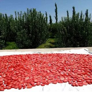 تصویر 2 از فروش ویژه رب گوجه فرنگی ۱۷ کیلویی + شرایط فوق العاده
