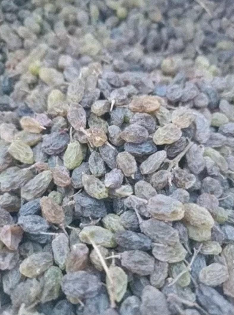 خرید و فروش کشمش عسگری + قیمت ۱۴۰۴