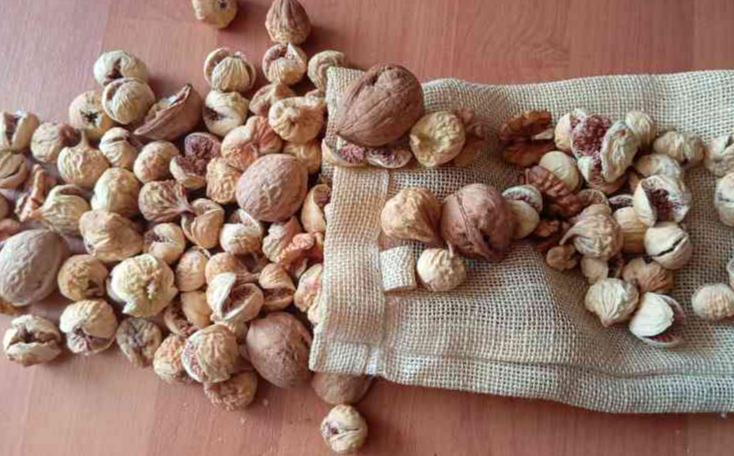 تصویر 1 از فروش انجیر تازه + خرید استثنایی