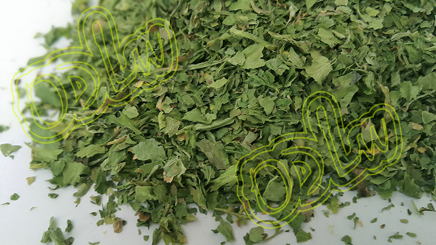 گشنیز