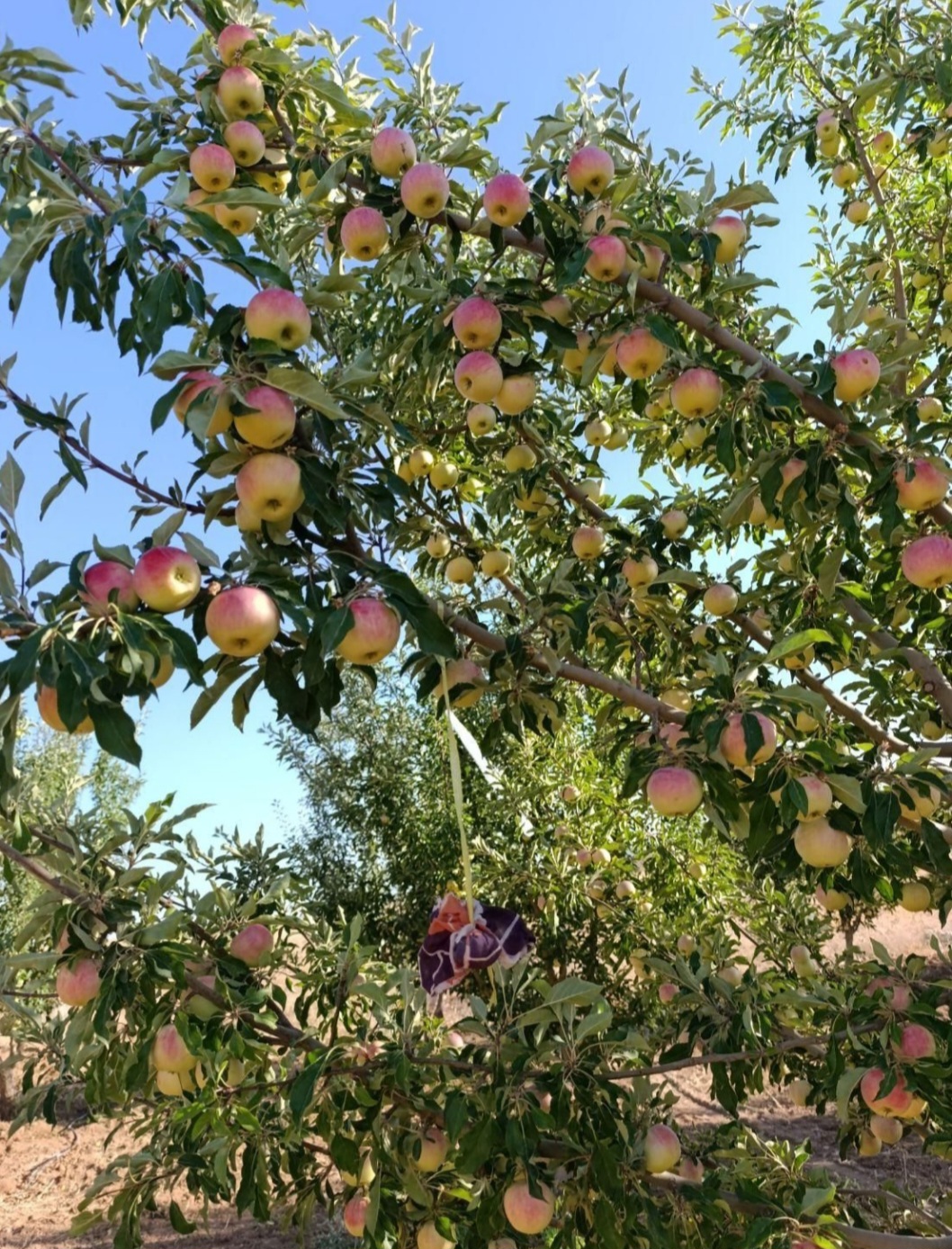 تصویر 1 از قیمت خرید سیب گلاب اصفهان