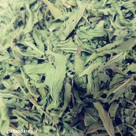 تصویر 1 از نعنا فلفلی سر شاخه + خرید و فروش ویژه