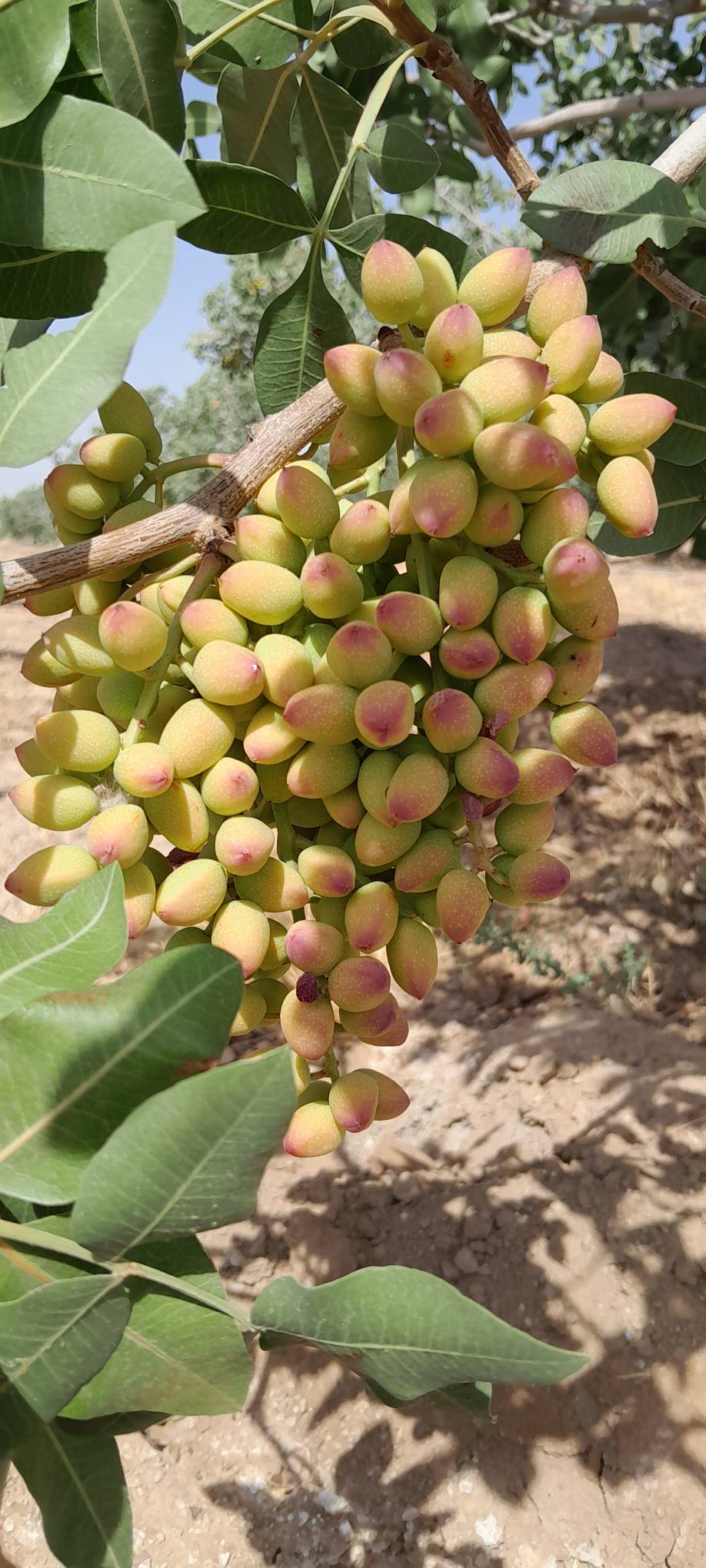 تصویر 4 از فروش عمده پسته فندقی درجه یک + قیمت به صرفه و ارزان