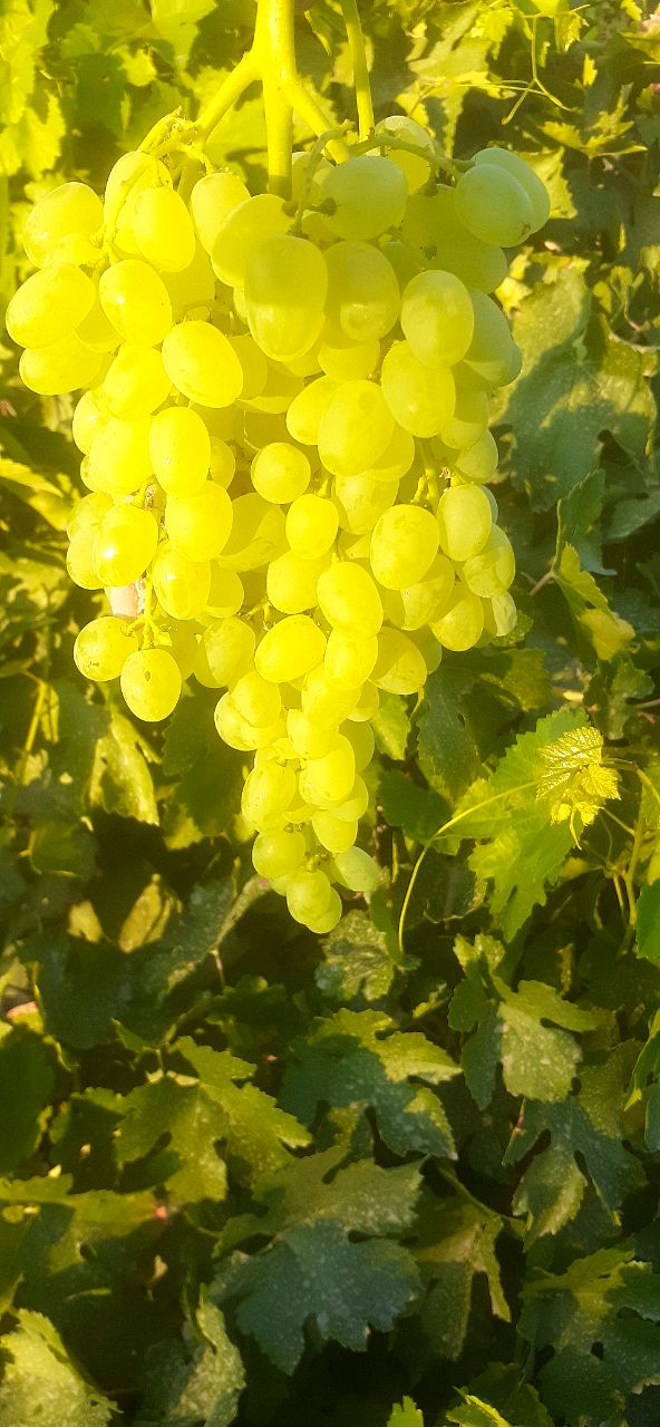 تصویر 1 از فروش عمده و با صرفه کشمش عسگری تاکستان + جدول قیمت ۱۴۰۴