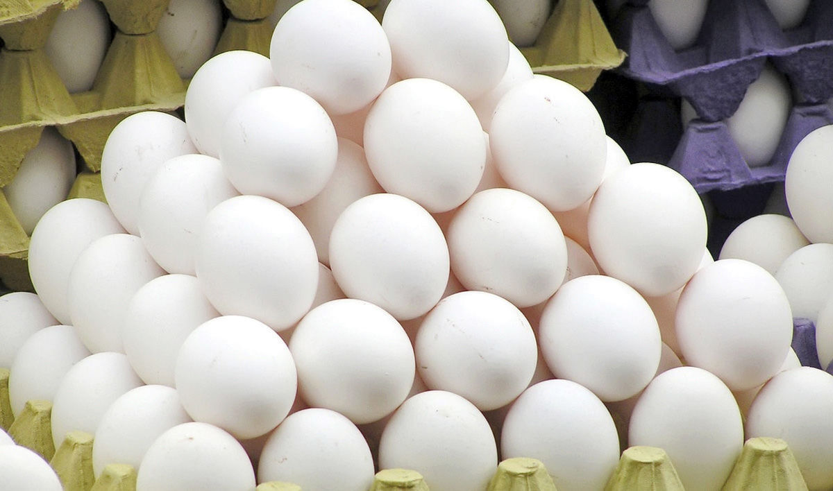 تصویر 1 از فروش ویژه تخم مرغ به صورت عمده