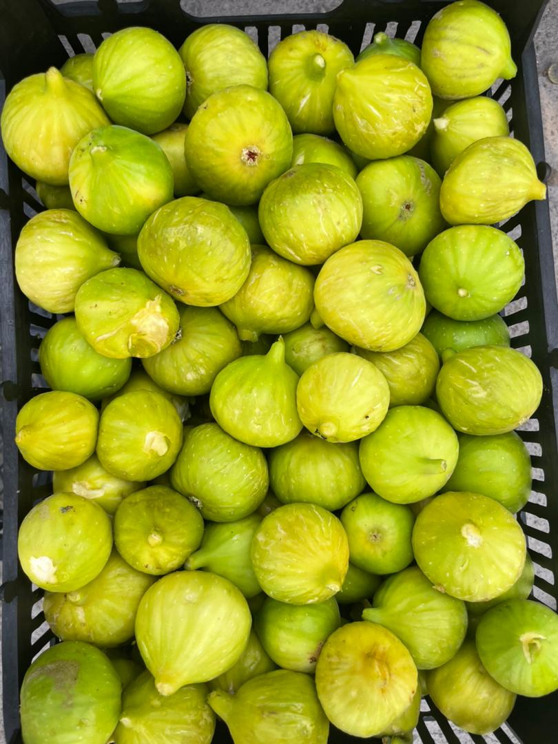 قیمت عالی و عمده انجیر تازه سبز عالی + خرید از باغدار