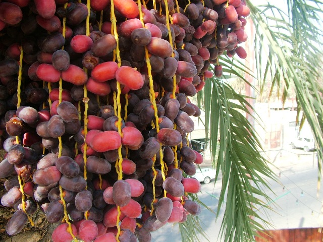 تصویر 1 از خرما مضافتی زاهدان صادراتی