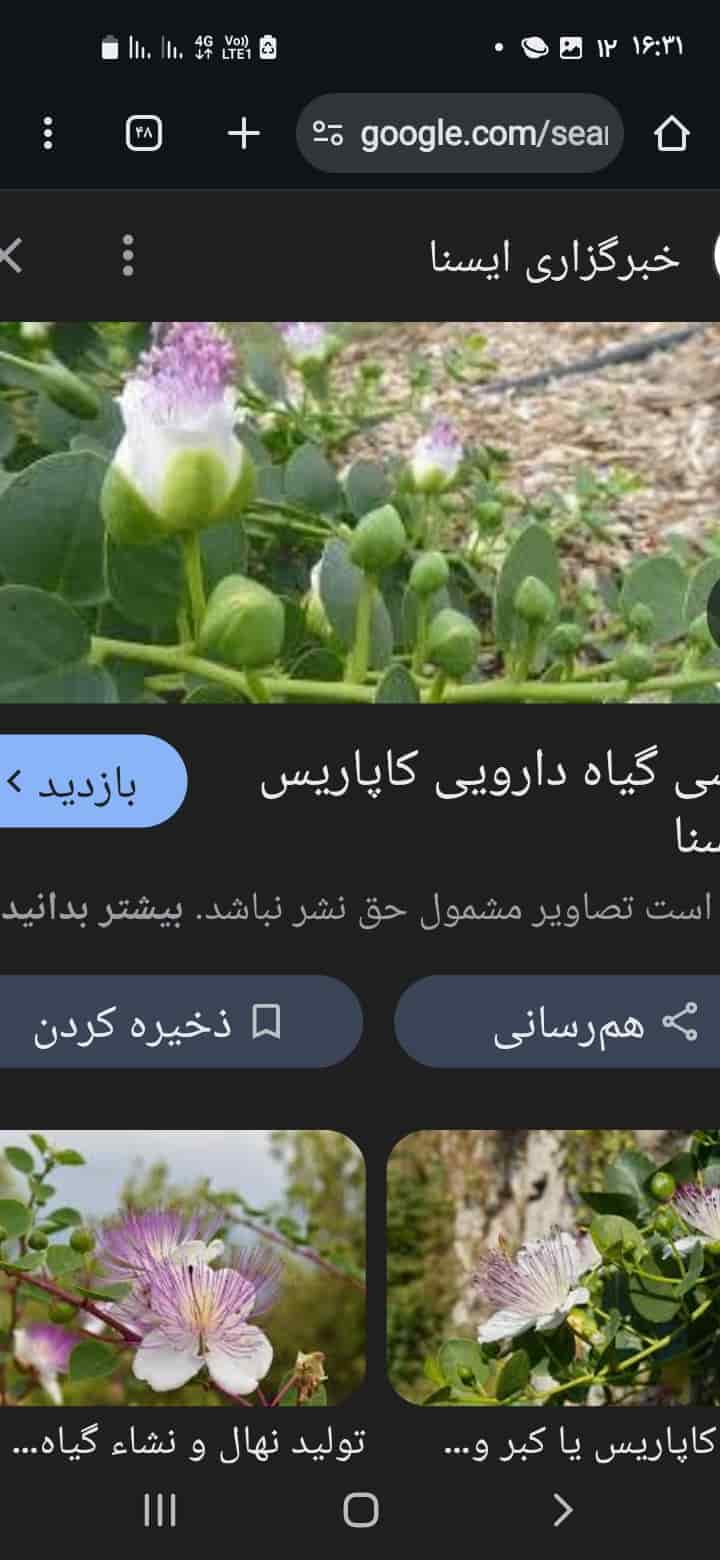 تصویر 5 از گیاه کاپاریس یا کبر + خرید قیمت استثنایی
