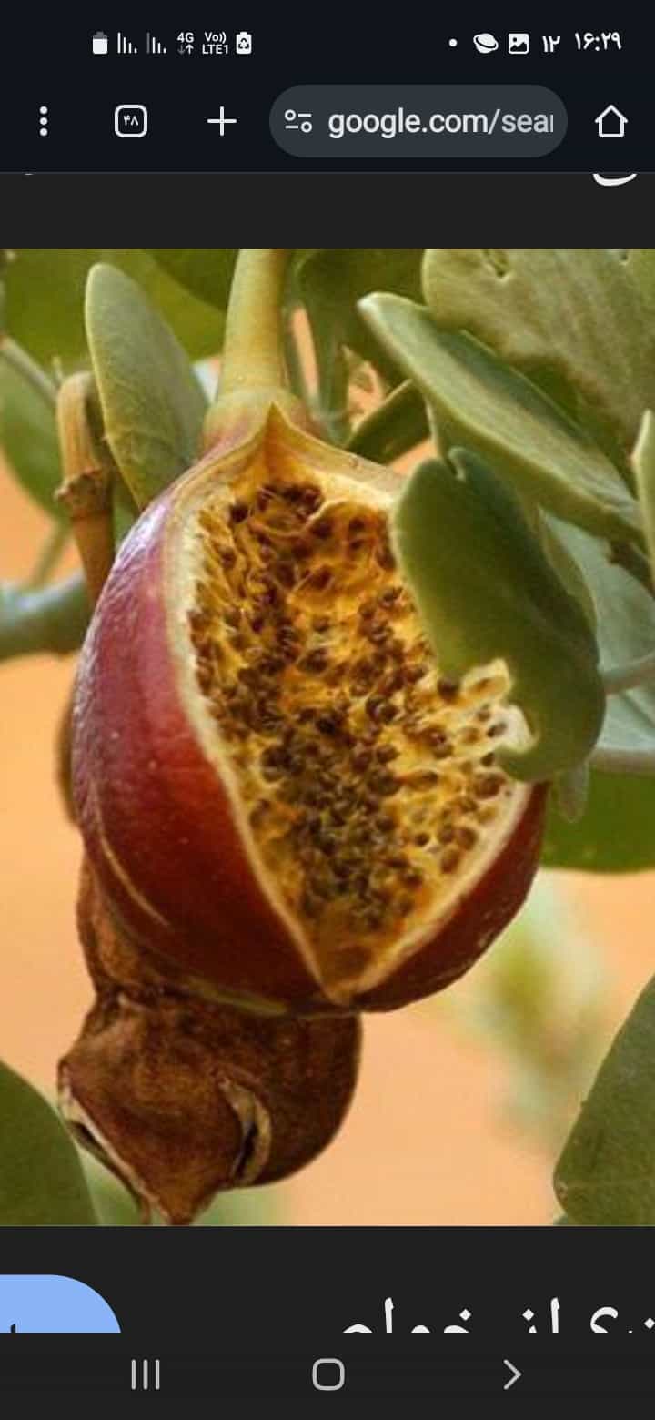تصویر 2 از گیاه کاپاریس یا کبر + خرید قیمت استثنایی