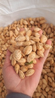 تصویر 3 از فروش عمده بادام محب تازه بی‌واسطه از باغدار
