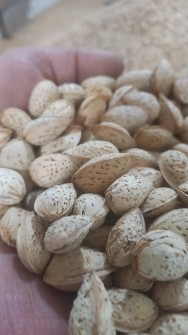 تصویر 1 از فروش عمده بادام محب تازه بی‌واسطه از باغدار