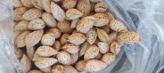 تصویر 2 از فروش عمده بادام محب تازه بی‌واسطه از باغدار