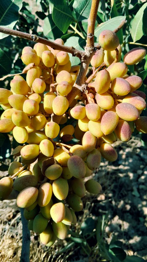 فروش عمده پسته کله قوچی خندان با بسته‌ بندی گونی و کیفیت صادراتی