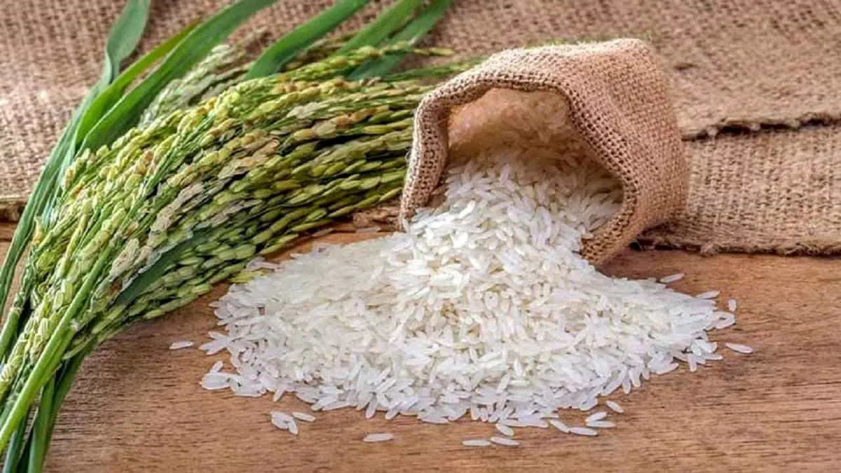 تصویر 3 از خرید و قیمت برنج کامفیروز اعلا + قیمت روز