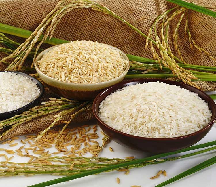 تصویر 1 از خرید و قیمت برنج کامفیروز اعلا + قیمت روز