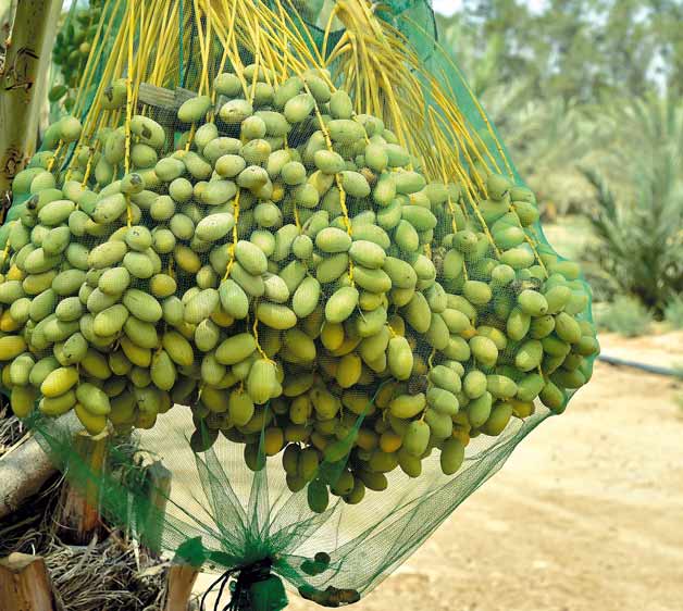 فروش کیسه محافظ خرما در بندرعباس