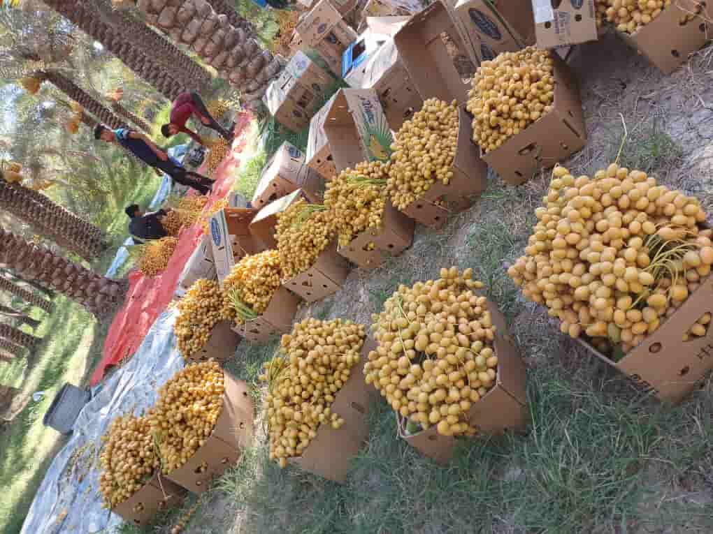 تصویر 2 از خرید و فروش خارک برحی کارون