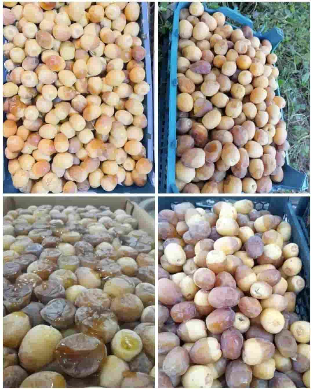 تصویر 2 از خرید و فروش رطب خرما برحی کارون