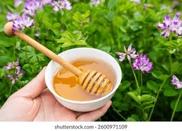 قیمت عسل گون اعلا 2 کیلویی + فروش عمده
