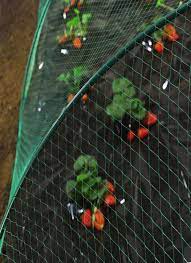 تصویر 2 از توری ضد پرنده عمده