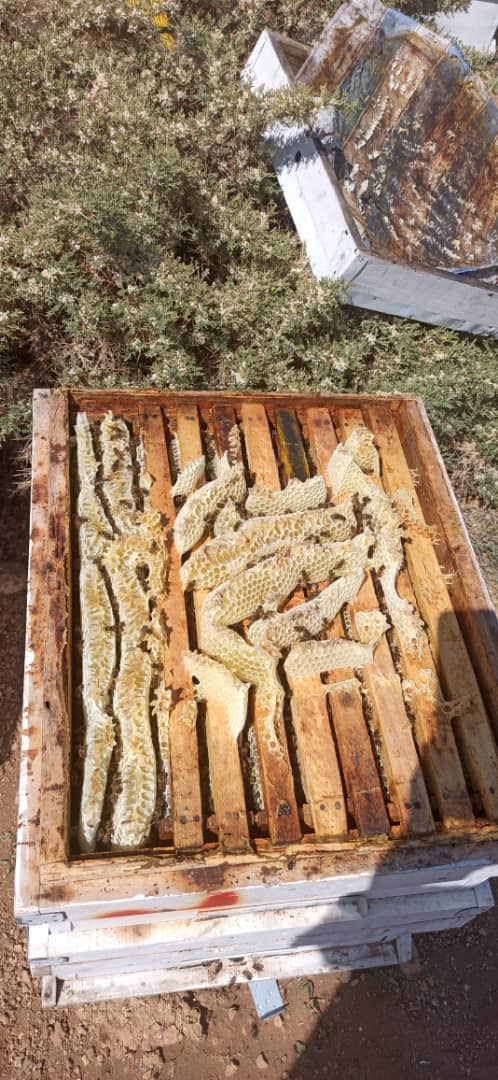 تصویر 6 از عسل ارگانیک بوقناق درجه یک اردبیل