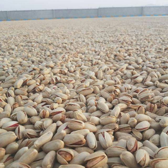 تصویر 2 از پسته اکبری اعلا رفسنجان قیمت