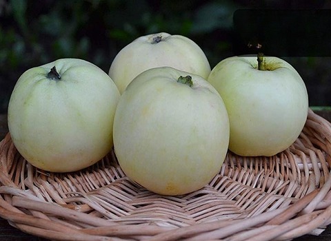 سیب سفید سمیرم با قیمت ویژه