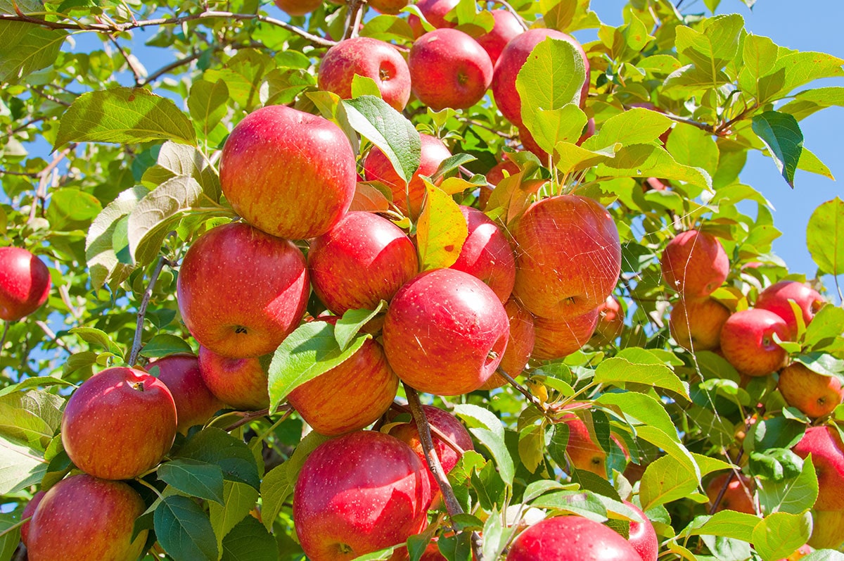 تصویر 2 از خرید و قیمت سیب گلاب اصفهان با کیفیت تابستان + فروش عمده