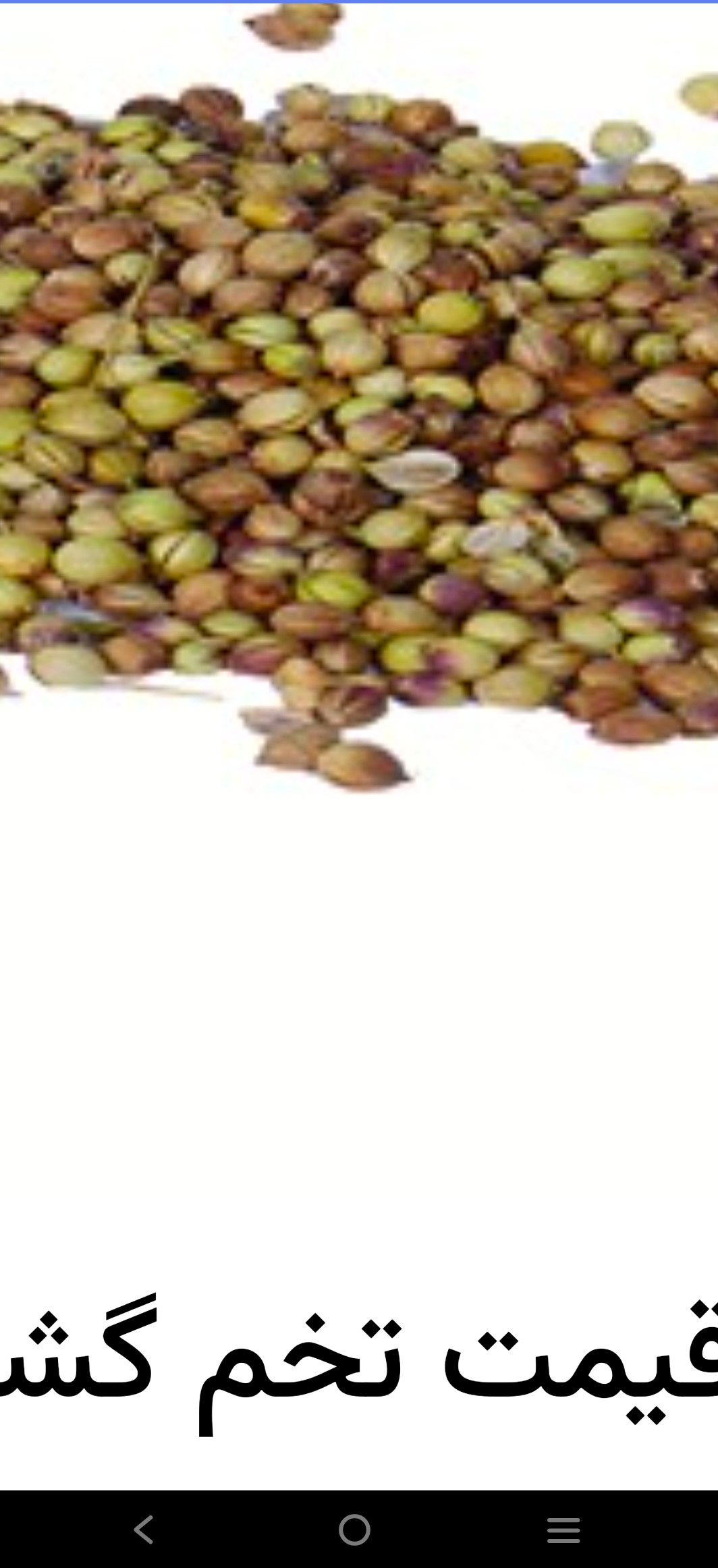 تصویر 1 از سفارش آنلاین تخم گشنیز + قیمت رقابتی خرید کنید