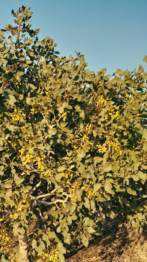 تصویر 3 از خرید عمده پسته اکبری صادراتی و دانه درشت، لوکس و باکیفیت