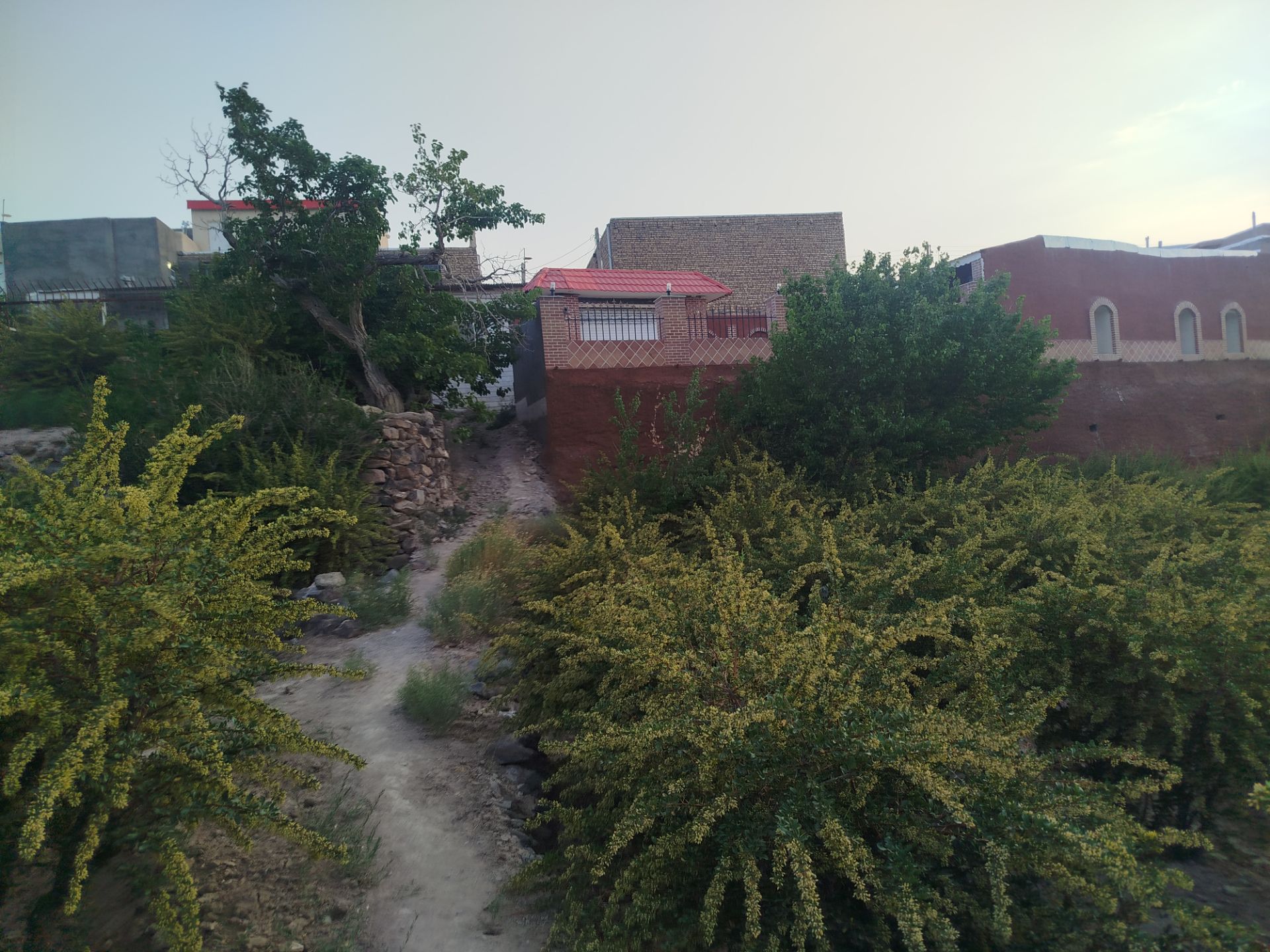 تصویر 1 از قیمت زرشک پفکی بیرجند با عیار بالا