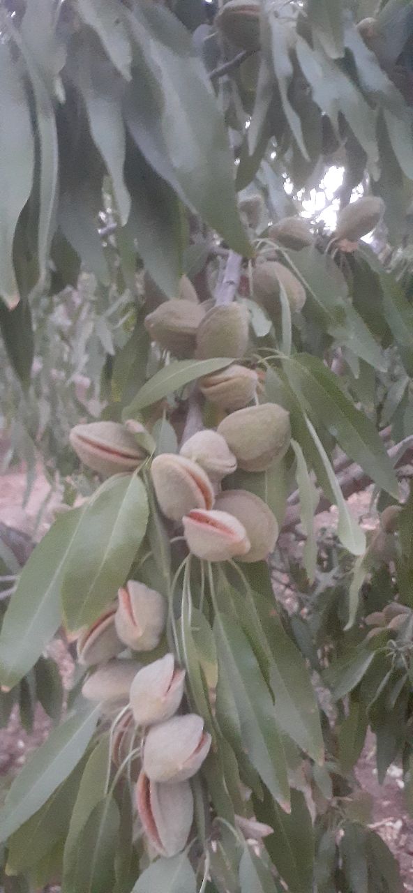 تصویر 1 از بادام ربیع شهر خشکرود + قیمت خرید