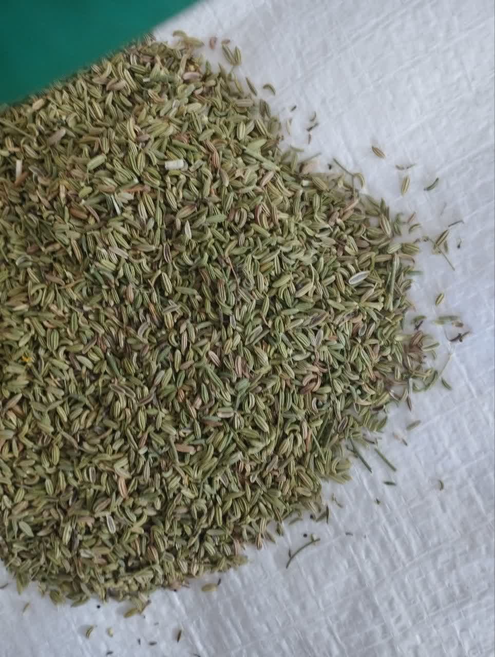 رازیانه خشک شده همدان + خرید عمده