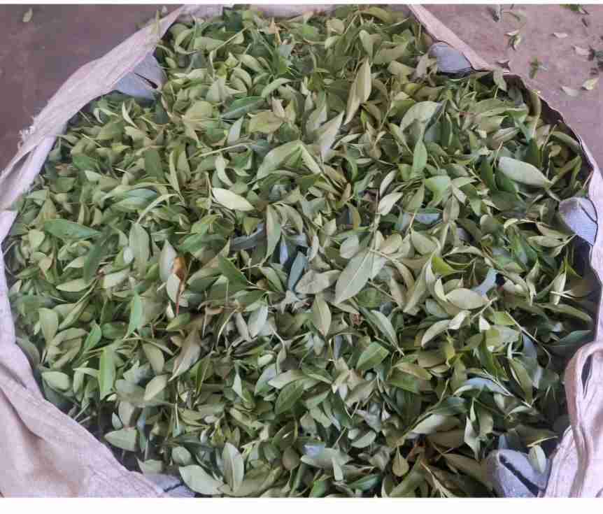تصویر 2 از عرضه‌ چای‌‌ سبز طبیعی‌ گیلان