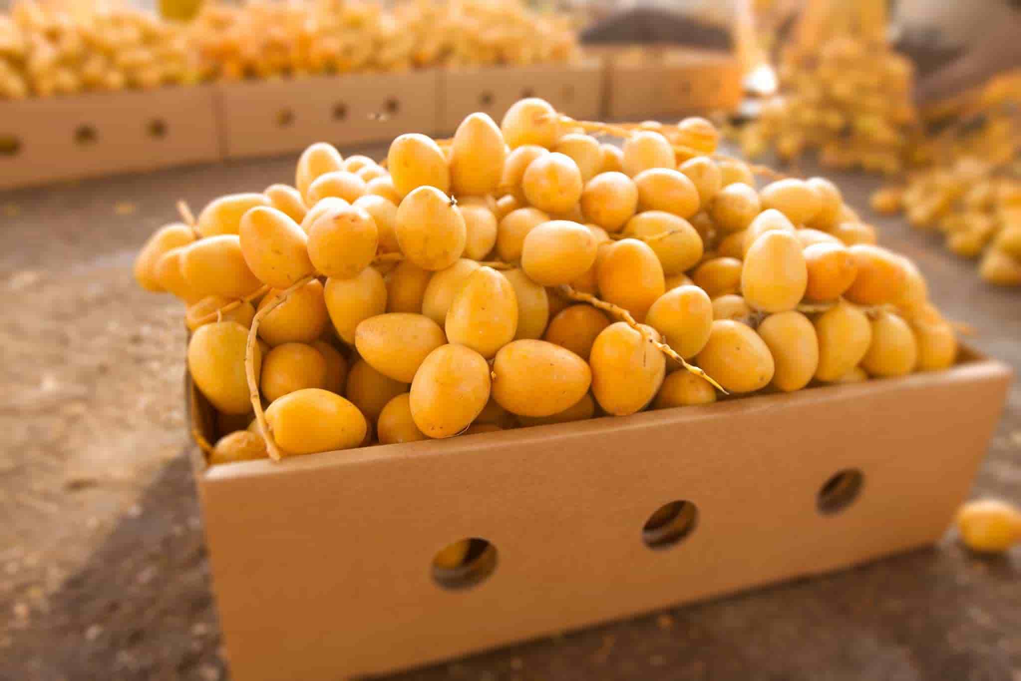 تصویر 1 از فروش عمده خارک برحی