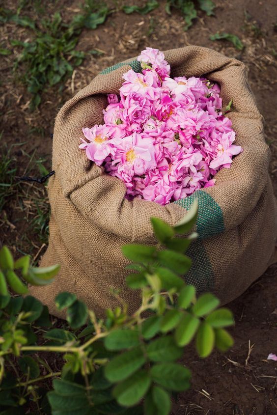 تصویر 2 از غنچه و گل محمدی خرید