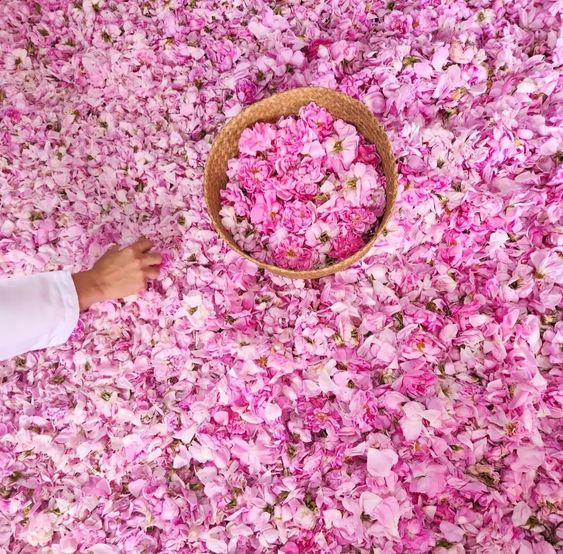 تصویر 1 از غنچه و گل محمدی خرید