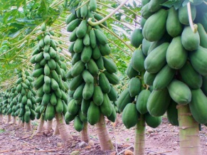تصویر 1 از قیمت خرید نهال پاپایا ردلیدی شش ماهه