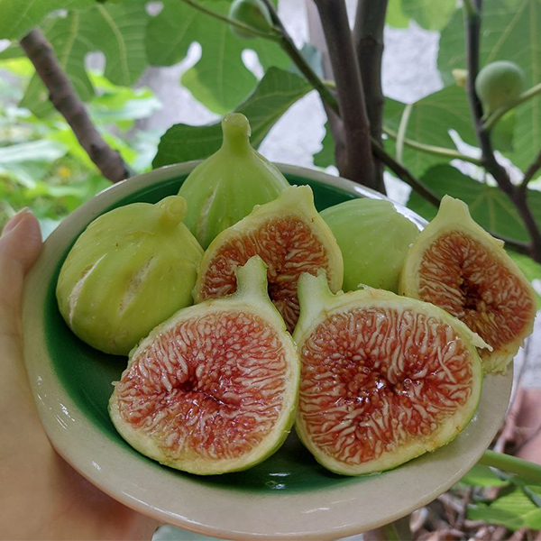 تصویر 3 از انجیر عسلی شیرین + کاملا ارگانیک
