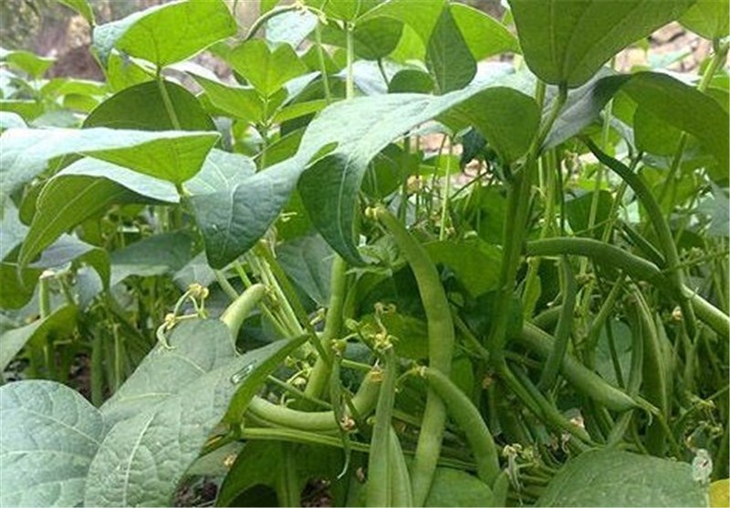 تصویر 3 از لوبیا چیتی مرغوب