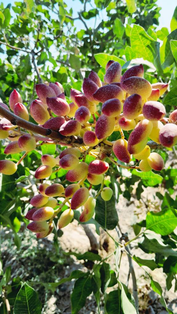 تصویر 1 از خرید پسته احمد آقایی خوش‌ طعم عمده کیفیت صادراتی، تحویل سریع